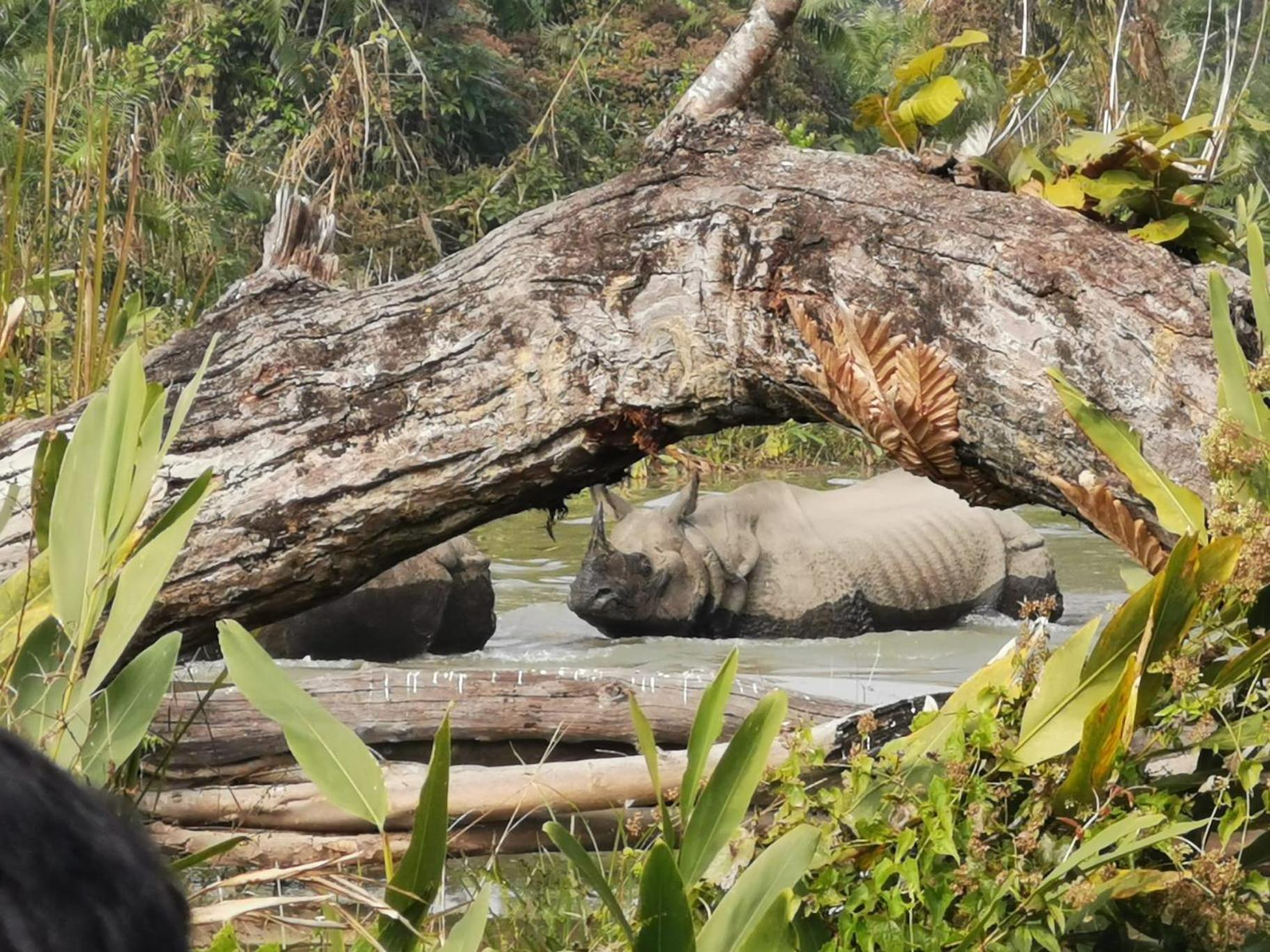 Bamby Chilling House - Feel The Nature Sauraha Dış mekan fotoğraf
